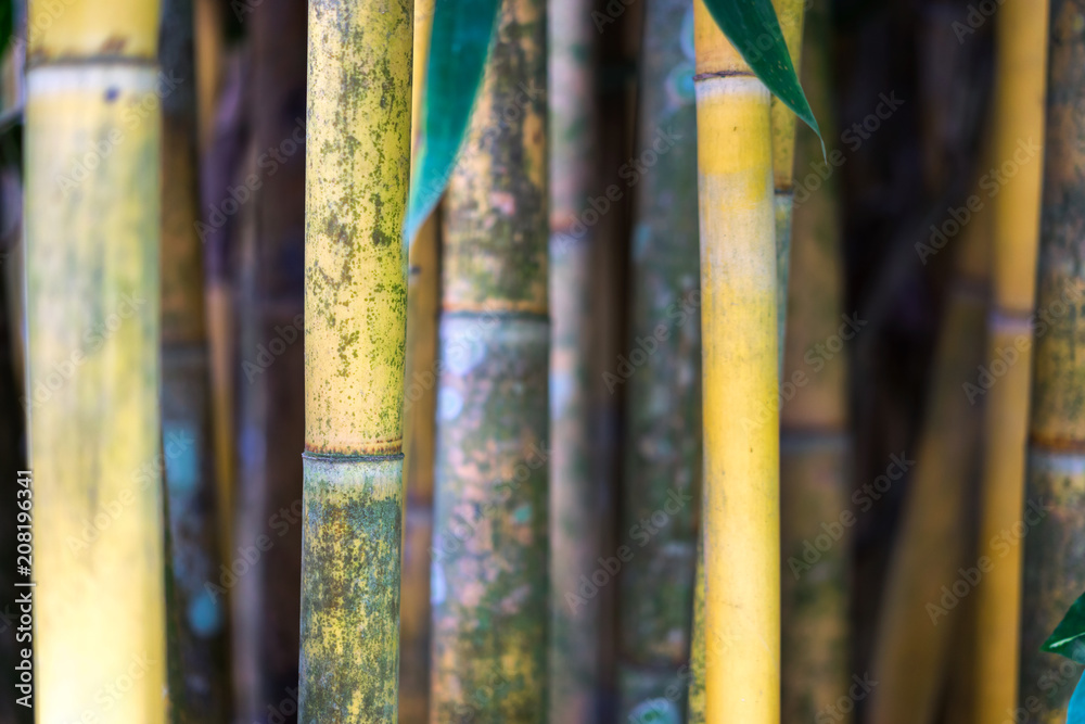 Close up fresh sugarcane plant texture as nice natural background, sugarcane agriculture.
