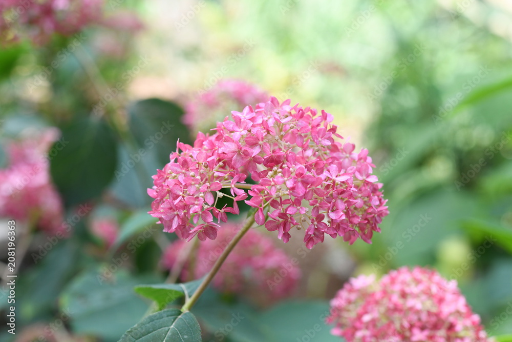 Fototapeta premium 紫陽花