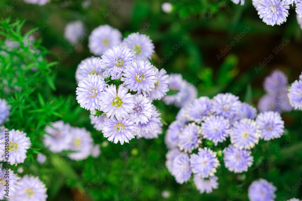 Purple daisy flowers blooming in the garden flower bed on natural green background, purple flower. Purple daisy flowers blooming in the garden flower bed on natural green background, purple flower.