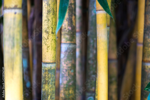 Close up fresh sugarcane plant texture as nice natural background, sugarcane agriculture.