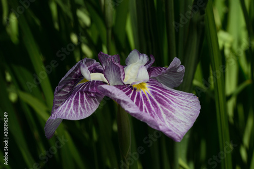 花しょうぶ　菖蒲園の花です。 photo