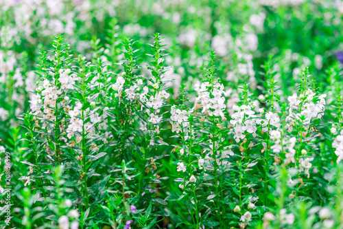 Fototapeta Naklejka Na Ścianę i Meble -  Natural green background of small white flowers, garden flower with beautiful smell.