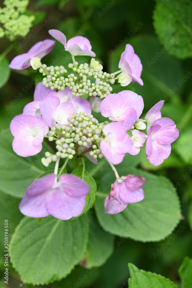 Fototapeta premium 紫陽花