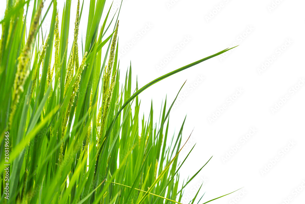 rice field green grass on white background with space for text rice field green grass on white background with space for text