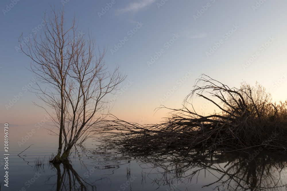 Obraz premium Skeletal and fallen trees on a lake at sunset, with beautiful re