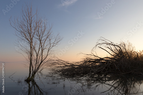 Skeletal and fallen trees on a lake at sunset, with beautiful re
