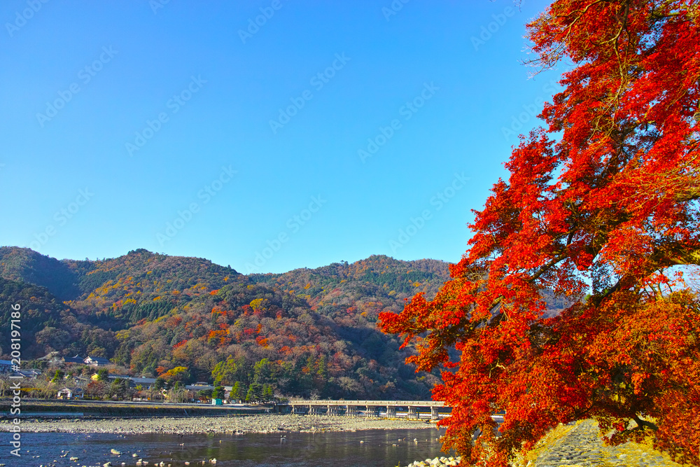Obraz premium 紅葉シーズンの渡月橋