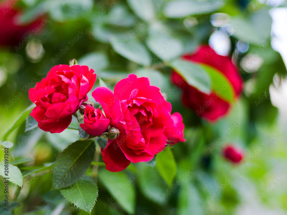 Bright summer flowers of shrub roses close-up in the garden. Macro. Buds. Red roses Bright summer flowers of shrub roses close-up in the garden. Macro. Buds. Red roses