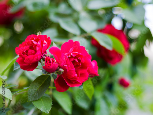 Bright summer flowers of shrub roses close-up in the garden. Macro. Buds. Red roses