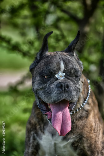 German boxer with cropped ears photo