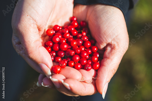 Ripe tasty cowberry in the palm of a woman.