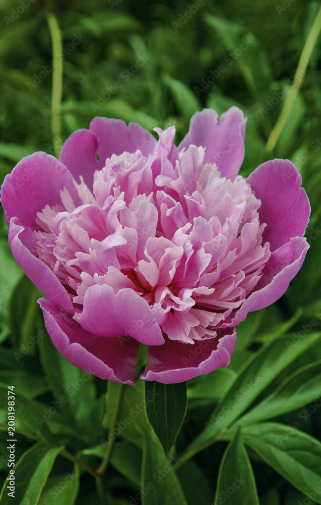 Fototapeta premium pink peony in the field,