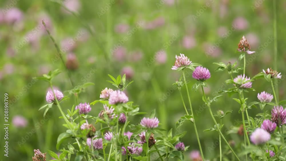 Pink fresh spring wildflowers growing in green grass meadow on summer day, close up Pink fresh spring wildflowers growing in green grass meadow on summer day, close up