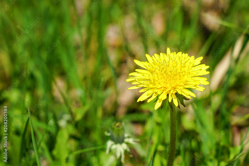 Flower of a yellow dandelion on the meadow Flower of a yellow dandelion on the meadow