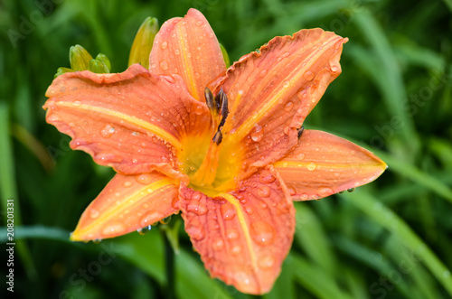 Day Lily © Gill