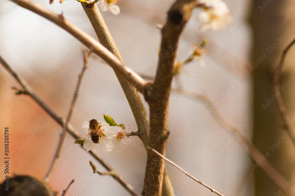 Biene an Kirschblüte V