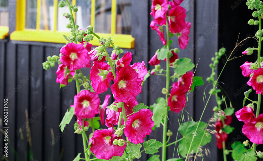Fototapeta premium Rose trémiere, fleure sauvage du sud ouest de la france. L'été n'est pas loin.