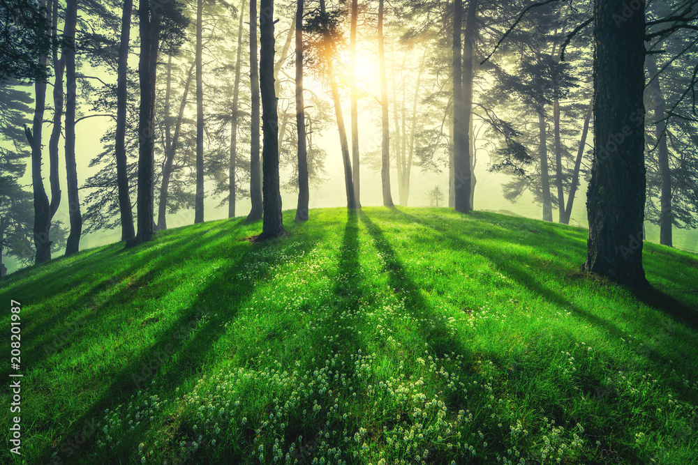 Obraz premium Forest landscape and morning fog in spring