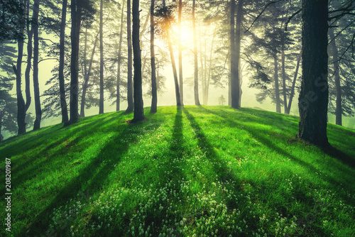 Fototapeta leśny krajobraz z zieloną polaną i poranną mgłą na wiosnę