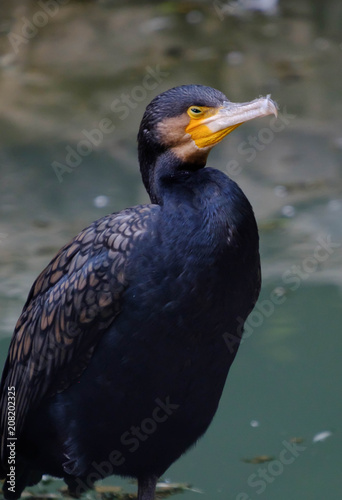 Great Black Cormorant closeup