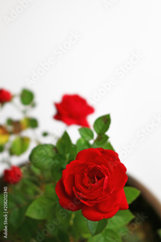 A small red rose blooming beautifully on the background of white