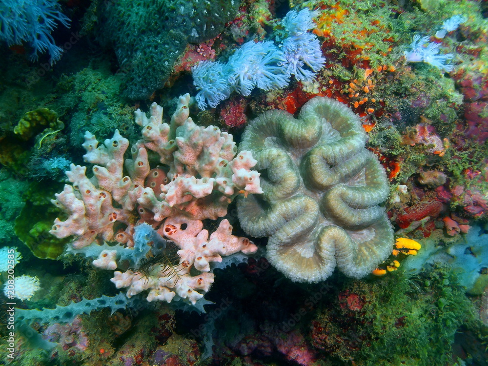 Obraz premium Stone coral