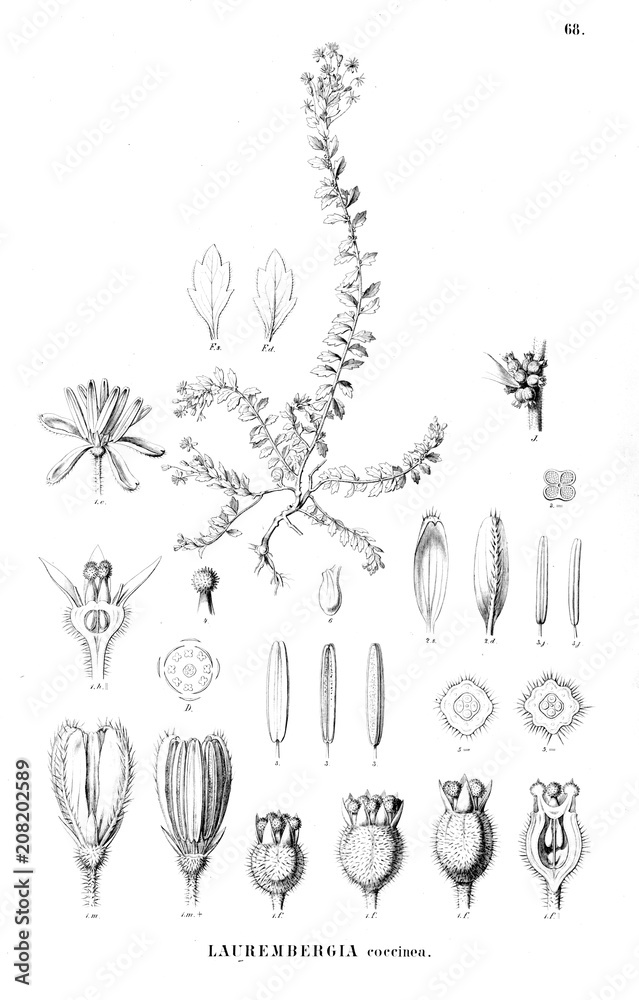 Illustration of plant Illustration of plant