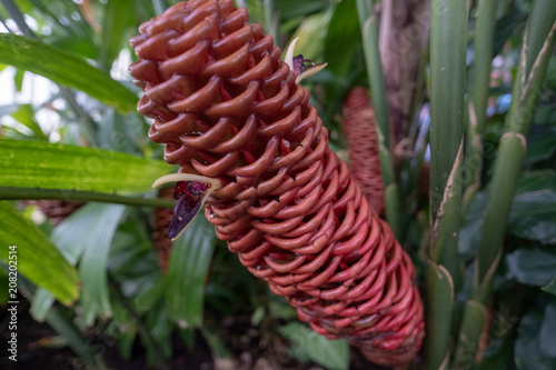 Plant