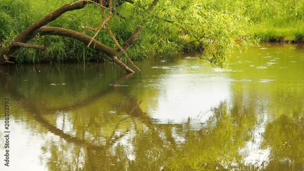 Rainforest with stream flowing through it. Raindrops drip into the river circles on the water Rainforest with stream flowing through it. Raindrops drip into the river circles on the water