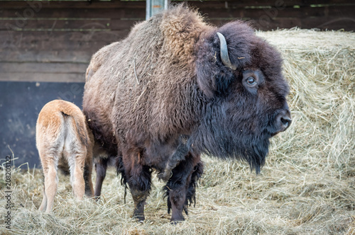 Bison mother feeding the calf © Piotr Wawrzyniuk