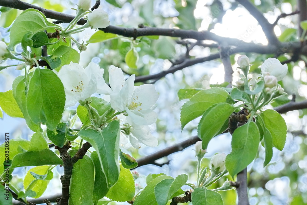 Obraz premium Apple tree branches white flowers blue sky clouds