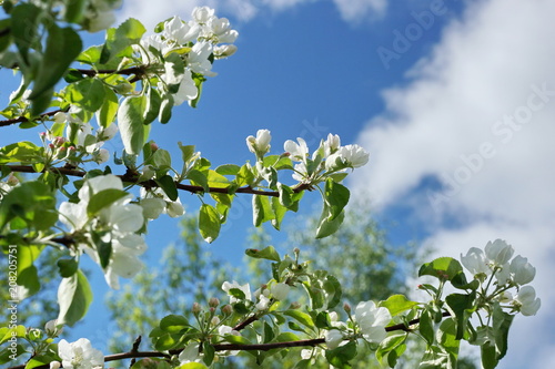 Apple tree branches white flowers blue sky clouds