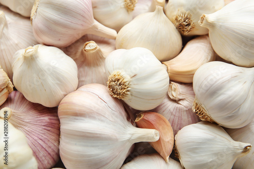 Many fresh raw garlic bulbs as background