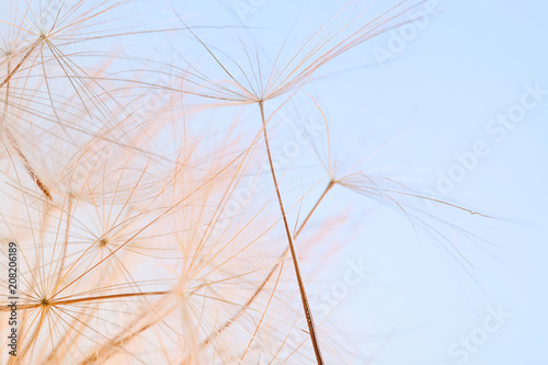 Dandelion seeds on light background, close up