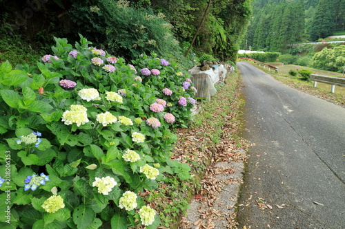 アジサイのある風景