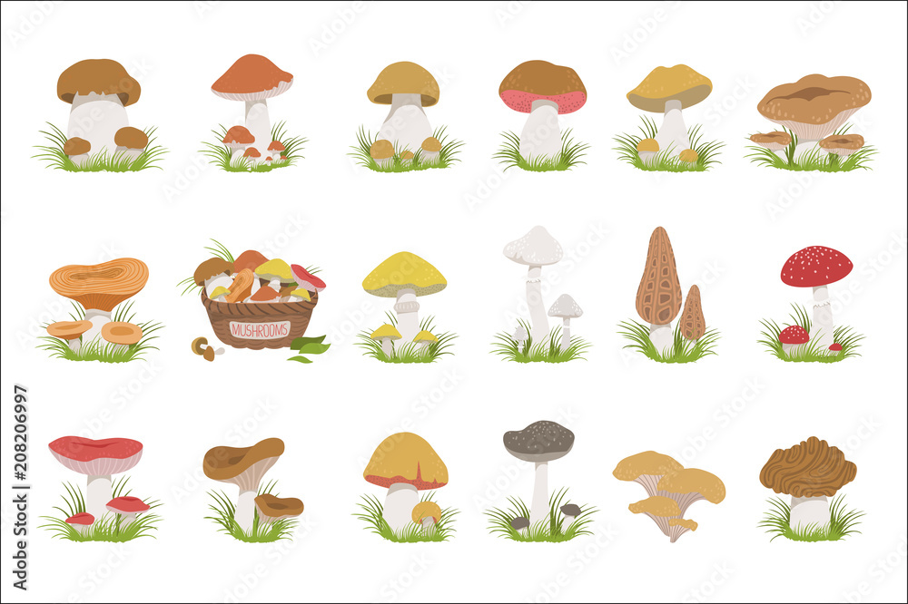 Eatable Mushrooms Realistic Drawings Set
