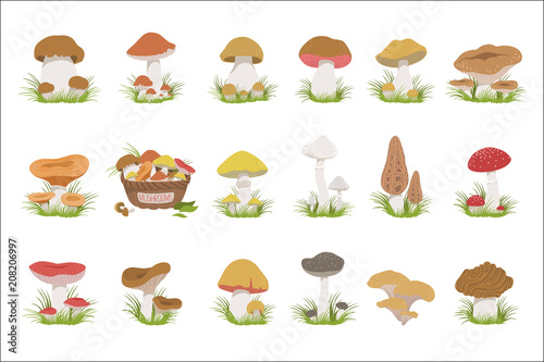 Eatable Mushrooms Realistic Drawings Set