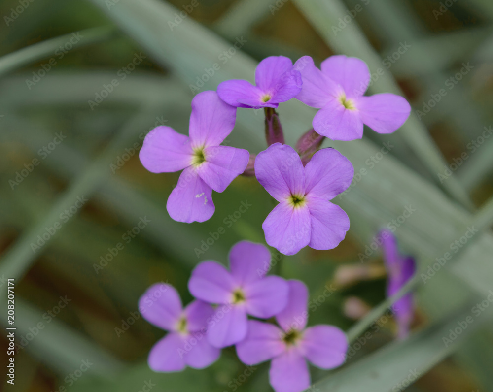 lovely small flowers lovely small flowers