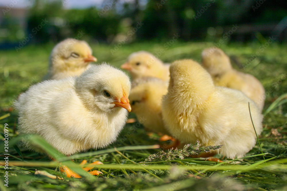 Little chickens on the grass. Yellow chickens on a lawn on a farm.