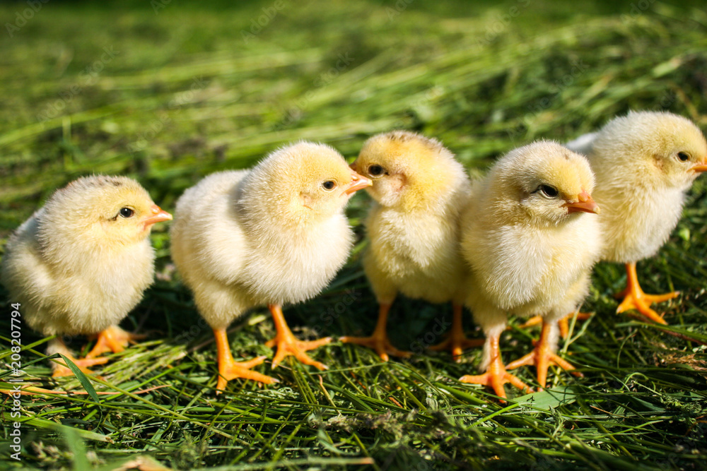 Little chickens on the grass. Yellow chickens on a lawn on a farm.