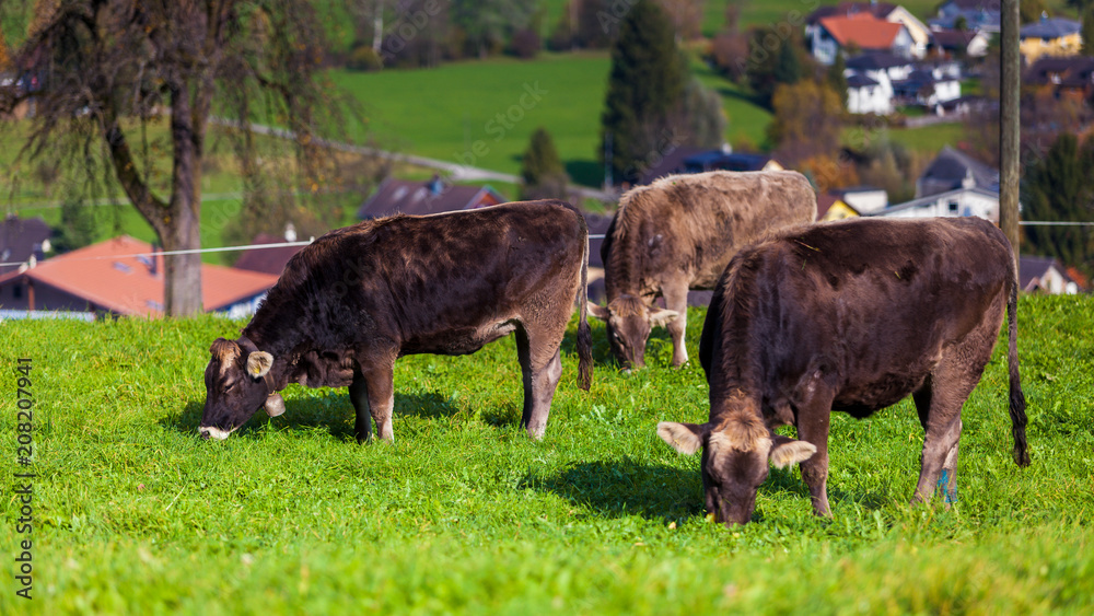 Fototapeta premium cows in a grassy field