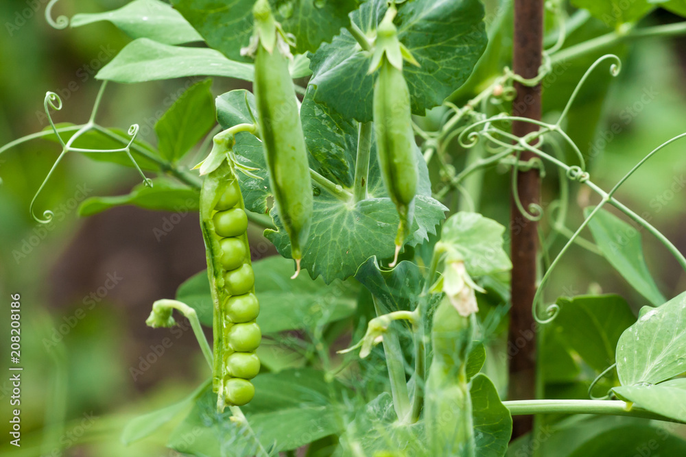 Pea