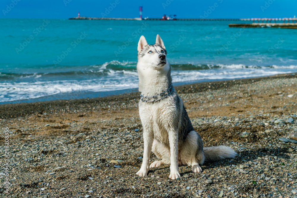Huskies on a beach