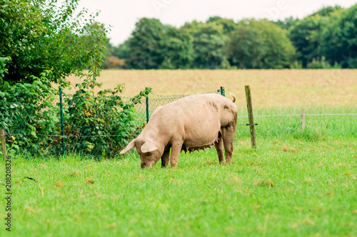 Pig farm. pigs in field. Healthy pig on meadow