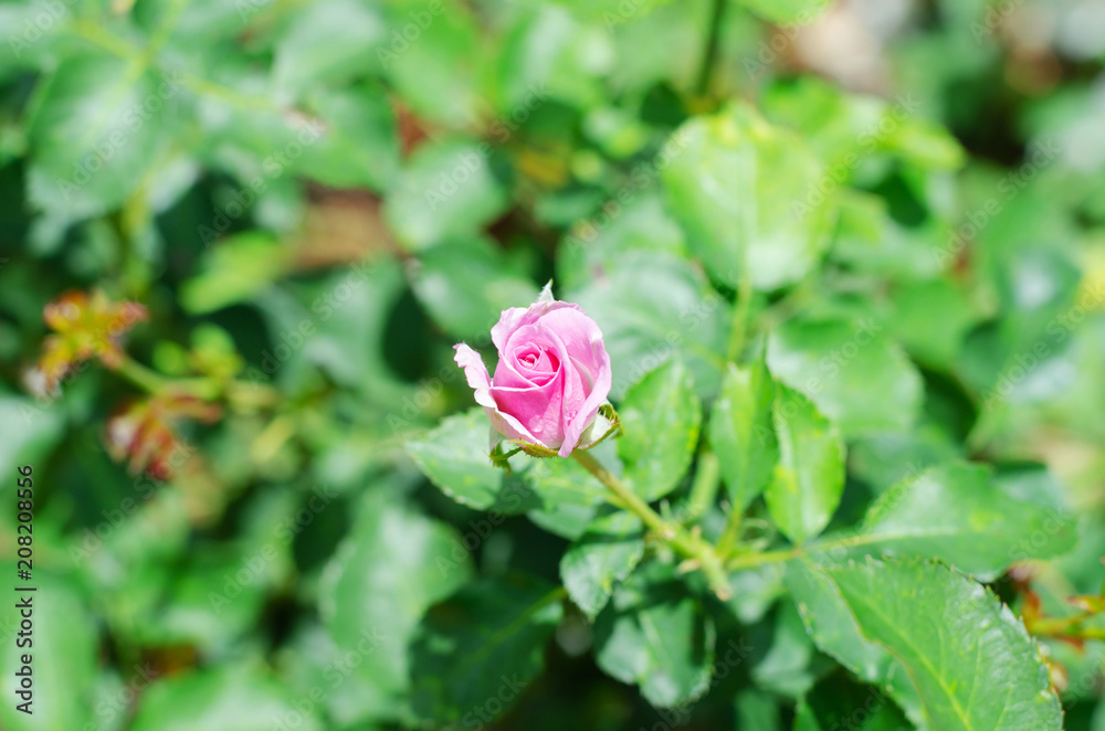 Pink rose in outdoor garden