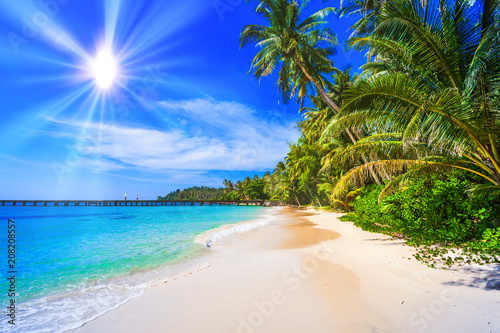 Tela tropical beach
