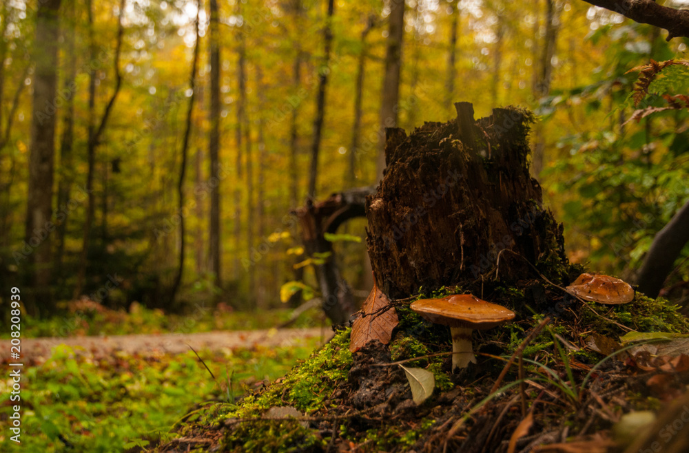 Obraz premium Fliegenpilz im Wald