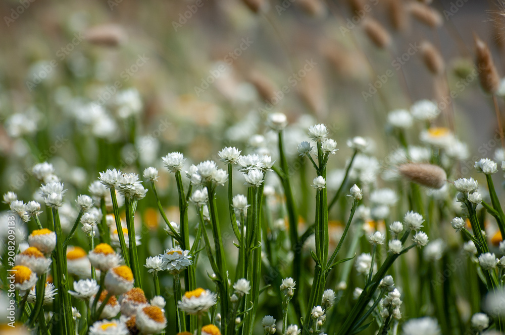 Obraz premium 大分県 くじゅう花公園