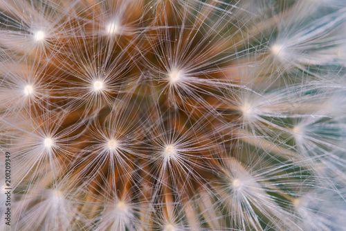 Close-up view of a faded dandelion.
