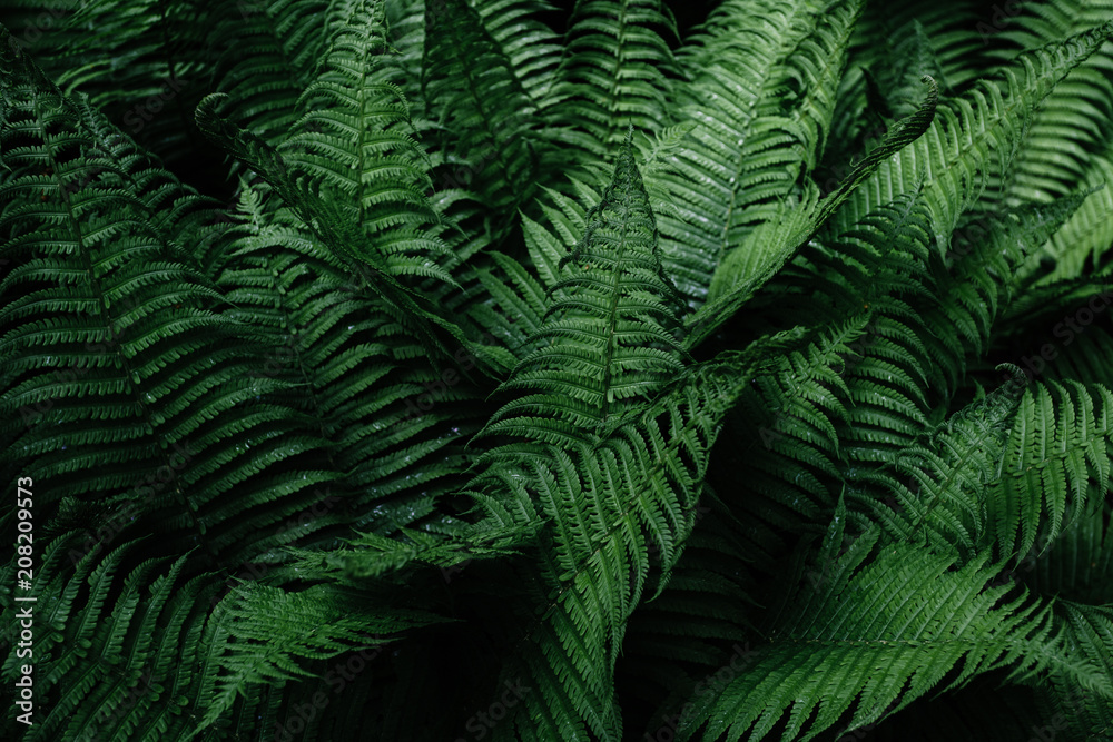 Beautyful ferns leaves. Tropical Fern Bushes Beautyful ferns leaves. Tropical Fern Bushes